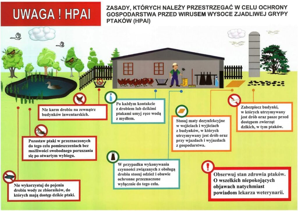 Infografika edukacyjna dotycząca zasad ochrony gospodarstwa przed wirusem HPAI. Przedstawia gospodarstwo z drobiem oraz ikonami ilustrującymi zalecenia. Zawarte są m.in.: zakaz karmienia drobiu na zewnątrz, zakaz używania wody ze zbiorników dostępnych dla dzikich ptaków, konieczność mycia rąk po kontakcie z ptakami, stosowanie mat dezynfekcyjnych, zabezpieczanie budynków przed dzikimi ptakami, używanie odzieży ochronnej i obserwowanie stanu zdrowia ptaków. Na górze widnieje tytuł „Uwaga! HPAI”