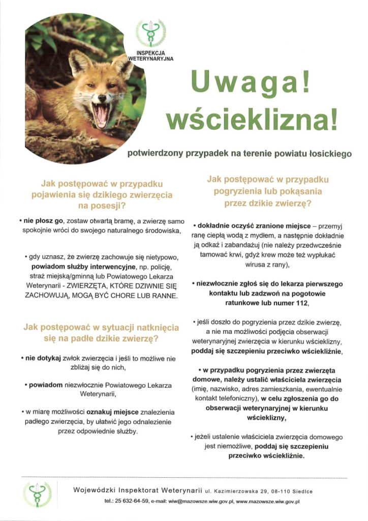 Ulotka ostrzegawcza: „Uwaga! Wścieklizna!”. Na terenie powiatu łosickiego potwierdzono przypadek wścieklizny.
Ulotka przedstawia zasady bezpiecznego postępowania w trzech sytuacjach.
Pierwsza sytuacja dotyczy pojawienia się dzikiego zwierzęcia na posesji. Nie należy go płoszyć ani próbować łapać. Należy pozostawić otwartą bramę, aby zwierzę mogło samo wrócić do naturalnego środowiska. Jeśli zachowuje się nietypowo, należy powiadomić Policję, Straż Miejską lub Gminną albo Powiatowego Lekarza Weterynarii. Nietypowe zachowanie może oznaczać, że zwierzę jest chore lub ranne.
Druga sytuacja dotyczy znalezienia padłego dzikiego zwierzęcia. Nie należy dotykać zwłok ani, jeśli jest to możliwe, zbliżać się do nich. Należy niezwłocznie powiadomić Powiatowego Lekarza Weterynarii. W miarę możliwości należy oznaczyć miejsce znalezienia zwierzęcia, aby ułatwić służbom jego odnalezienie.
Trzecia sytuacja dotyczy pogryzienia przez zwierzę. Ranę należy dokładnie przemyć ciepłą wodą z mydłem, następnie odkazić i zabandażować. Nie należy przedwcześnie tamować krwi, ponieważ krwawienie może pomóc wypłukać wirusa z rany. Następnie należy niezwłocznie zgłosić się do lekarza pierwszego kontaktu albo zadzwonić pod numer 112.
W przypadku pogryzienia przez dzikie zwierzę, którego nie można poddać obserwacji weterynaryjnej w kierunku wścieklizny, należy poddać się szczepieniu przeciwko wściekliźnie.
W przypadku pogryzienia przez zwierzę domowe należy ustalić jego właściciela i przekazać jego dane w celu objęcia zwierzęcia obserwacją weterynaryjną. Jeżeli nie można ustalić właściciela, należy poddać się szczepieniu przeciwko wściekliźnie.
Na dole ulotki znajdują się dane kontaktowe Wojewódzkiego Inspektoratu Weterynarii: ulica Kazimierzowska 29, 08-110 Siedlce, telefon 25 632-64-59, adres e-mail wiw@mazowsze.wiw.gov.pl oraz strona internetowa mazowsze.wiw.gov.pl.
